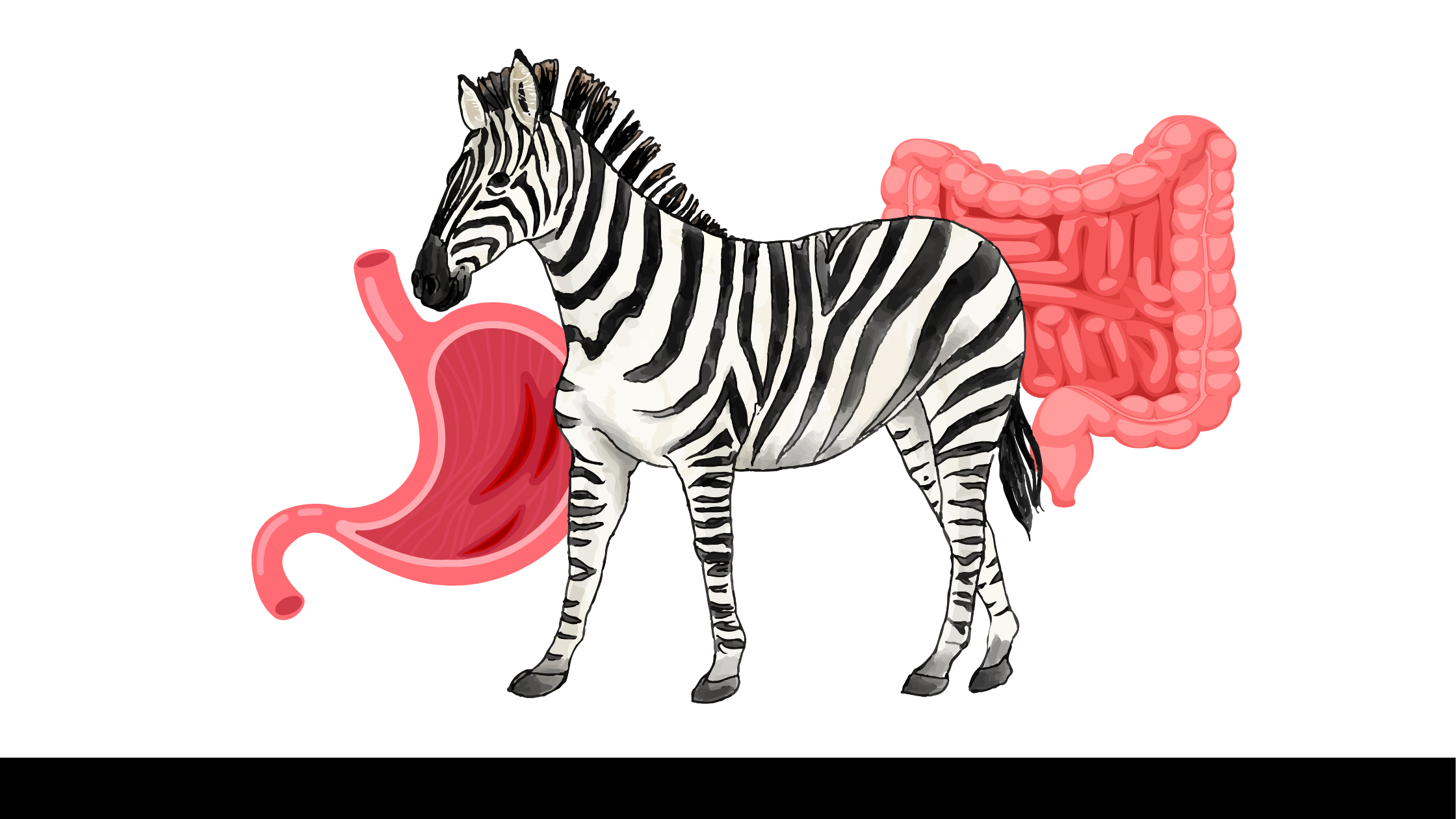 Nutrition Challenges and Malnutrition in EDS, POTS, and MCAS: What We Know and What We Don’t